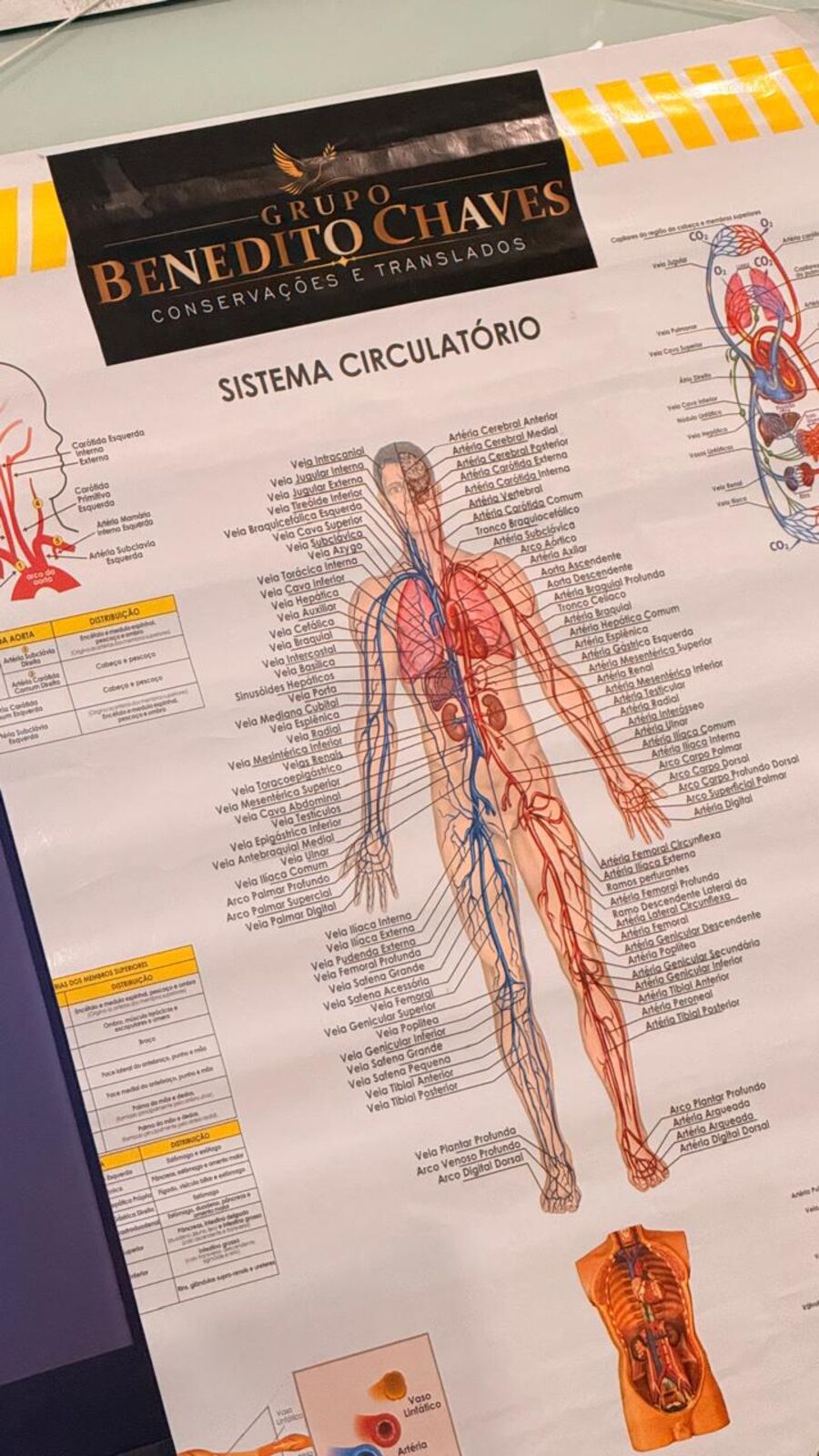 Prancha anatômica do sistema circulatório com a marca Grupo Benedito Chaves, usada nas aulas teóricas.